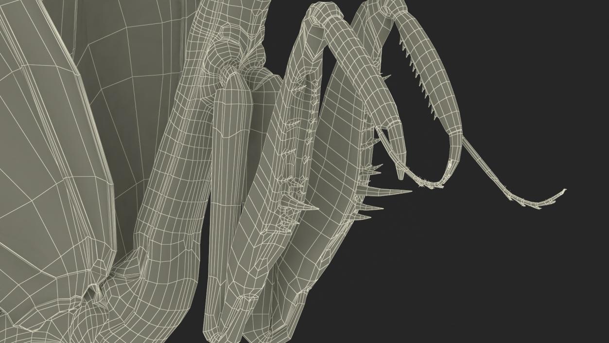 Praying Mantis Insect Fur Rigged 3D