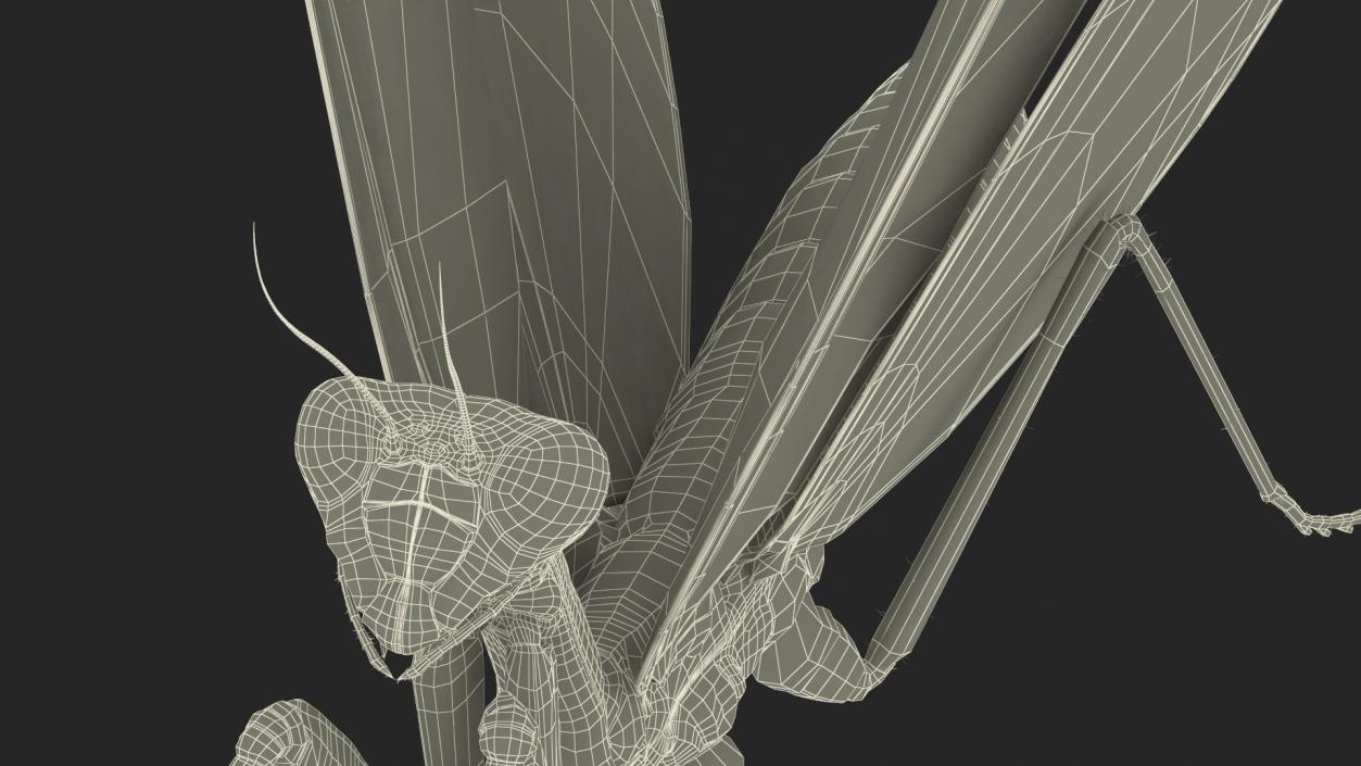 Praying Mantis Insect Fur Rigged 3D