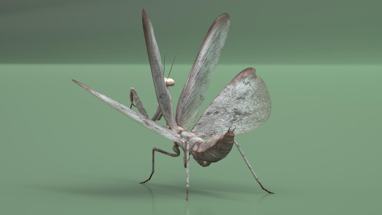 Praying Mantis Insect Fur Rigged 3D