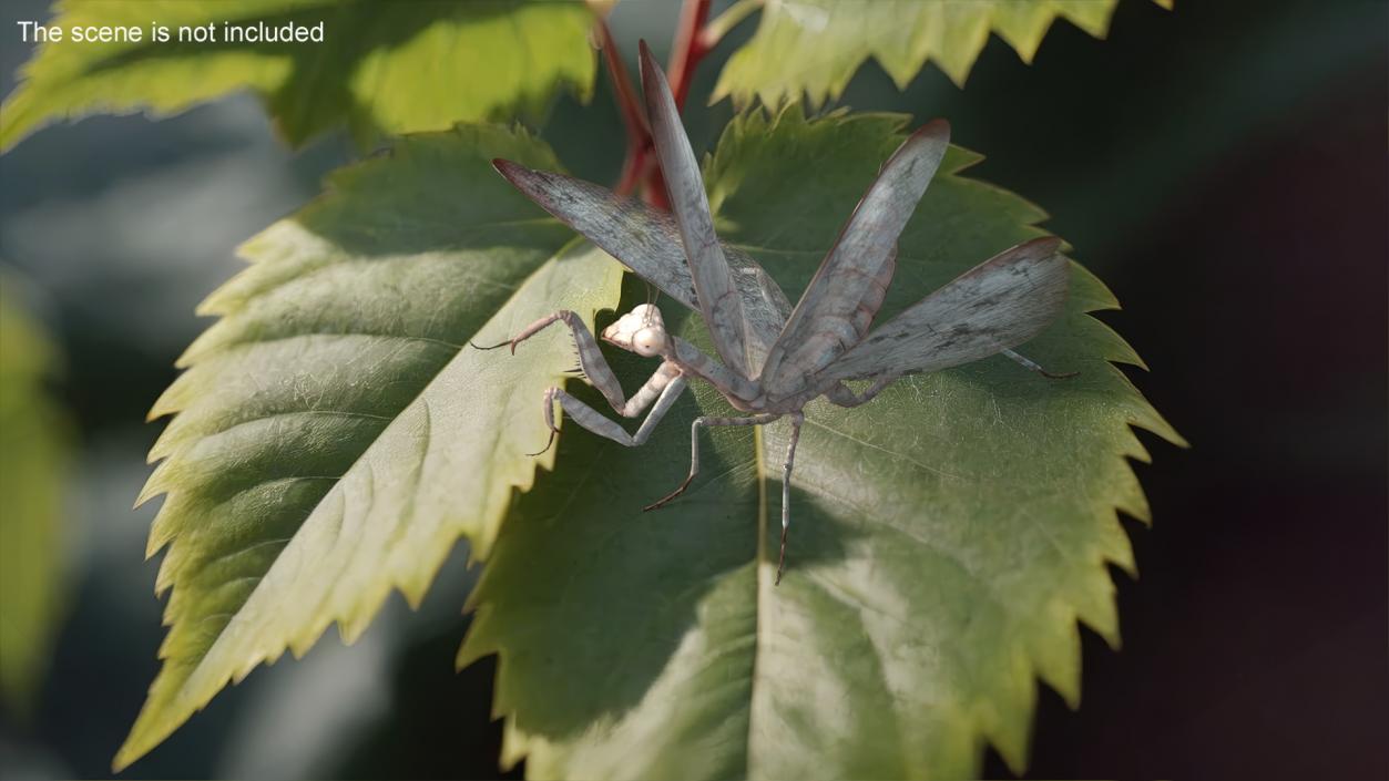 Praying Mantis Insect Fur Rigged 3D