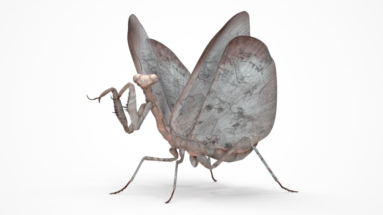 Praying Mantis Insect Fur Rigged 3D