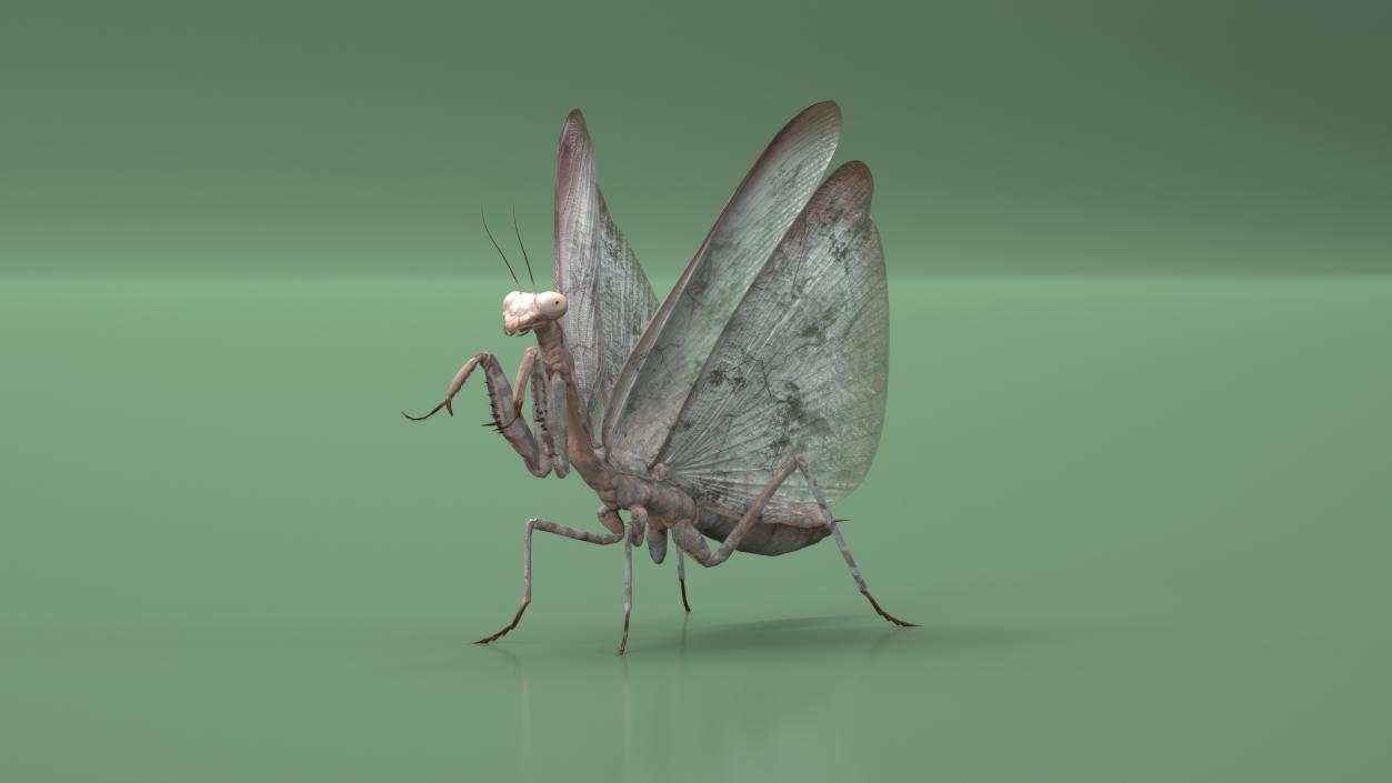 Praying Mantis Insect Fur Rigged 3D