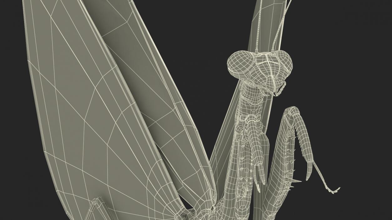 Praying Mantis Insect Fur Rigged 3D