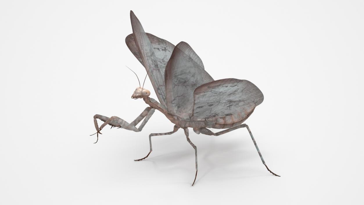 Praying Mantis Insect Fur Rigged 3D