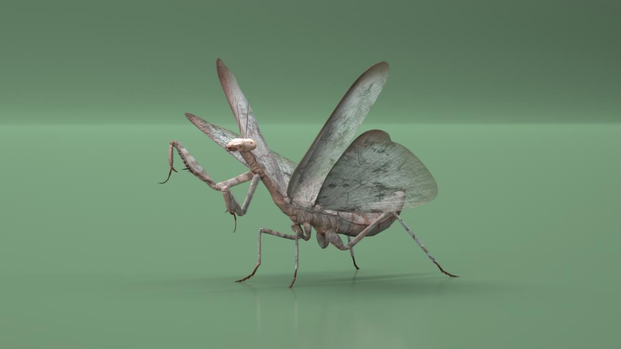 Praying Mantis Insect Fur Rigged 3D