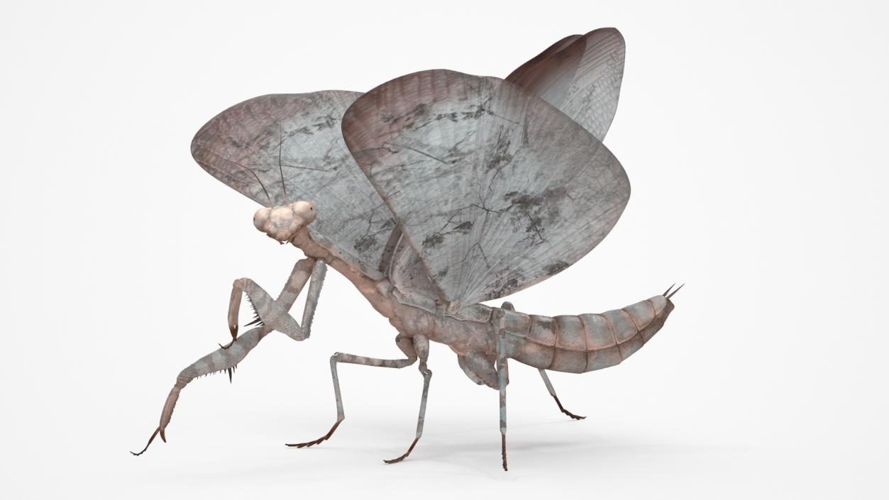 Praying Mantis Insect Fur Rigged 3D