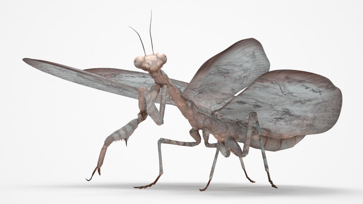 Praying Mantis Insect Fur Rigged 3D