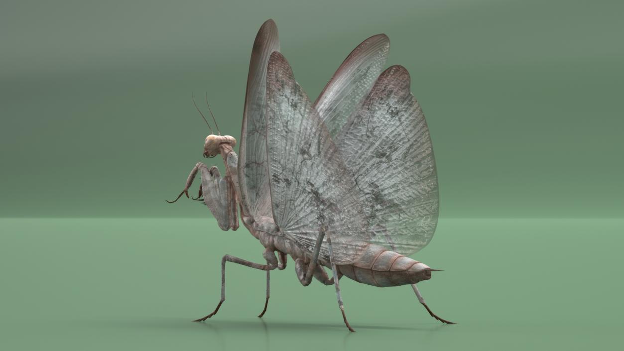 Praying Mantis Insect Fur Rigged 3D