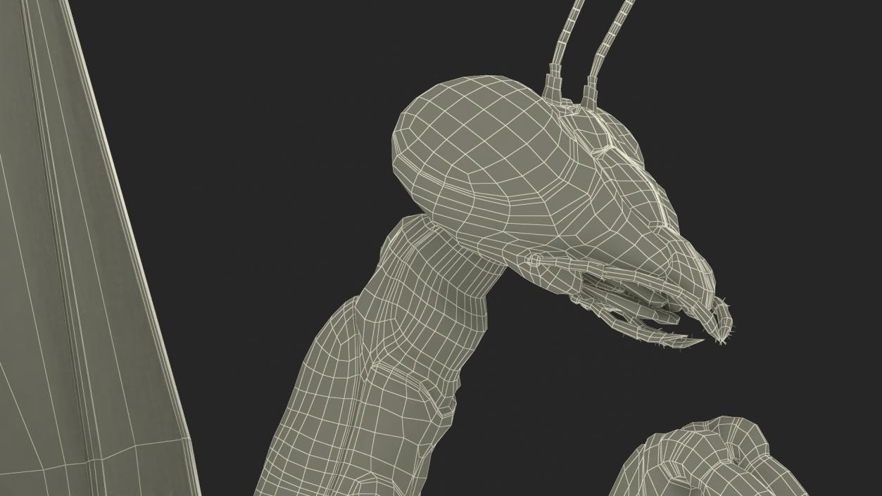 Praying Mantis Insect Fur Rigged 3D