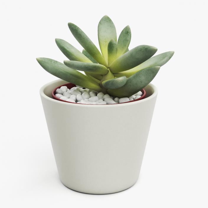 3D Decorative Indoor Plant model