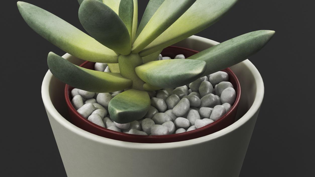 3D Decorative Indoor Plant model