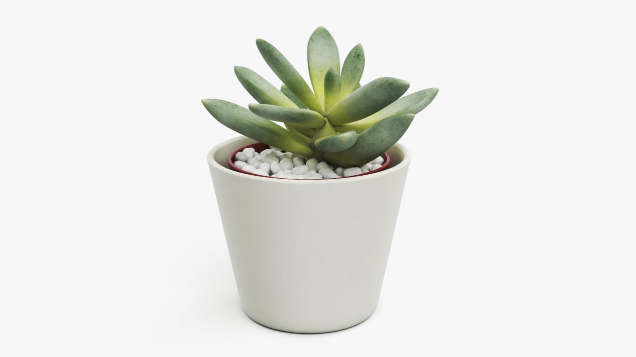 3D Decorative Indoor Plant model