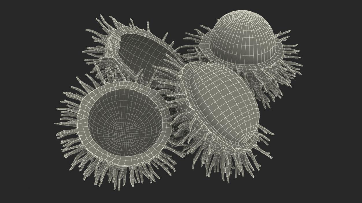 3D Rambutan Fruit Halves