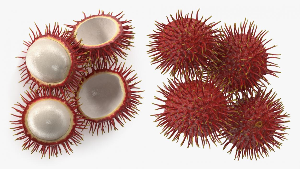 3D Rambutan Fruit Halves