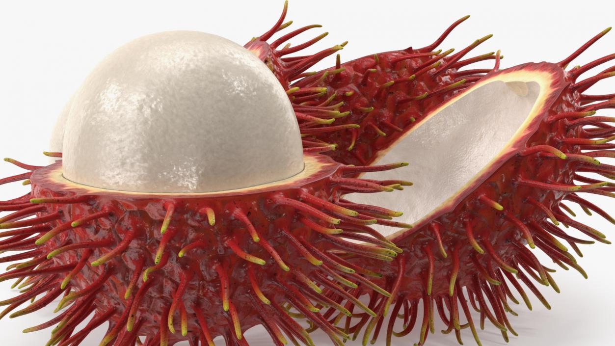 3D Rambutan Fruit Halves