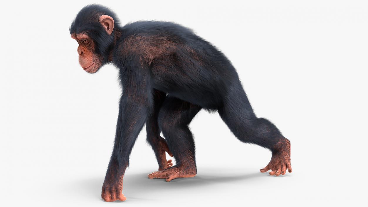 Animated Chimpanzee Walks Light Skin Fur Rigged 3D