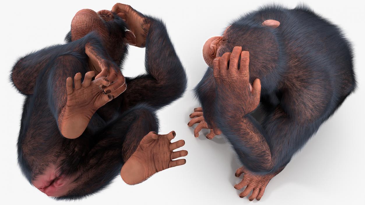 Animated Chimpanzee Walks Light Skin Fur Rigged 3D