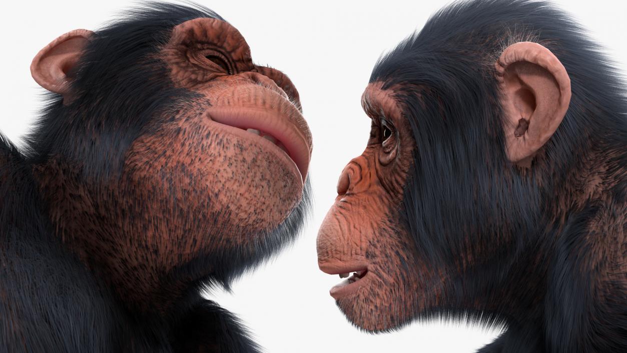 Animated Chimpanzee Walks Light Skin Fur Rigged 3D