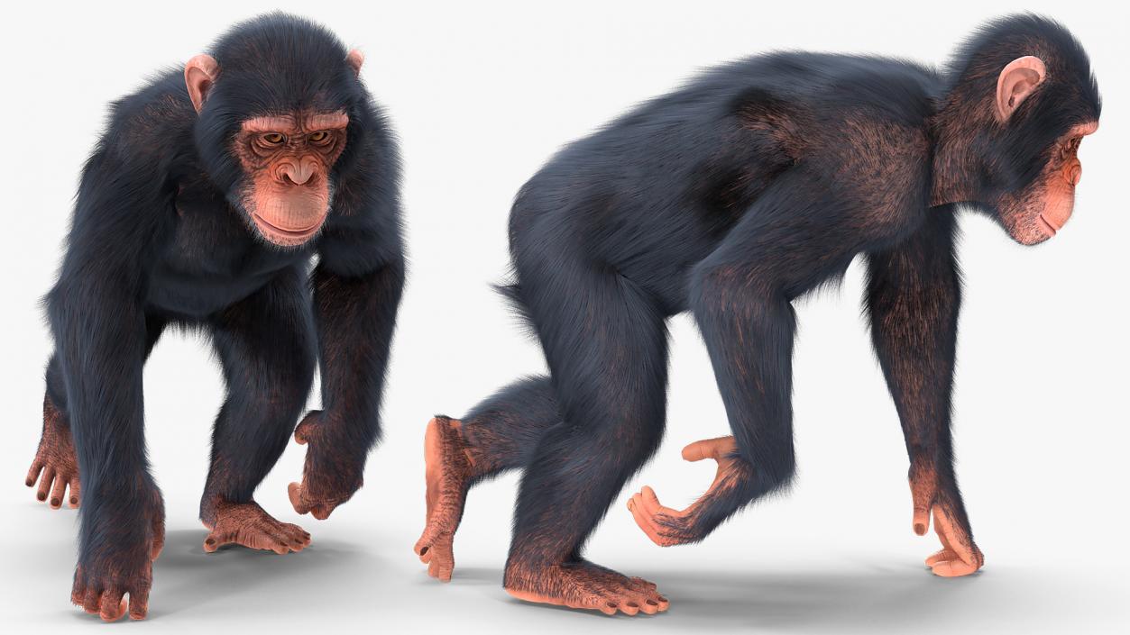 Animated Chimpanzee Walks Light Skin Fur Rigged 3D