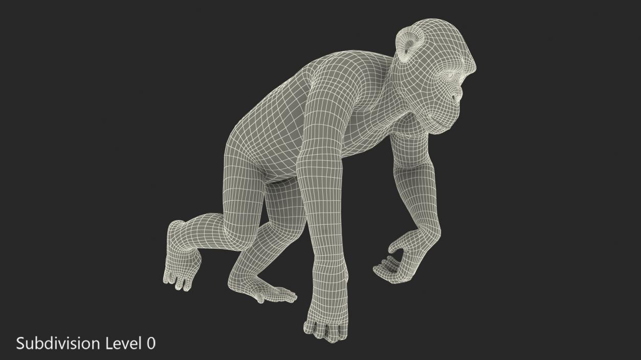 Animated Chimpanzee Walks Light Skin Fur Rigged 3D