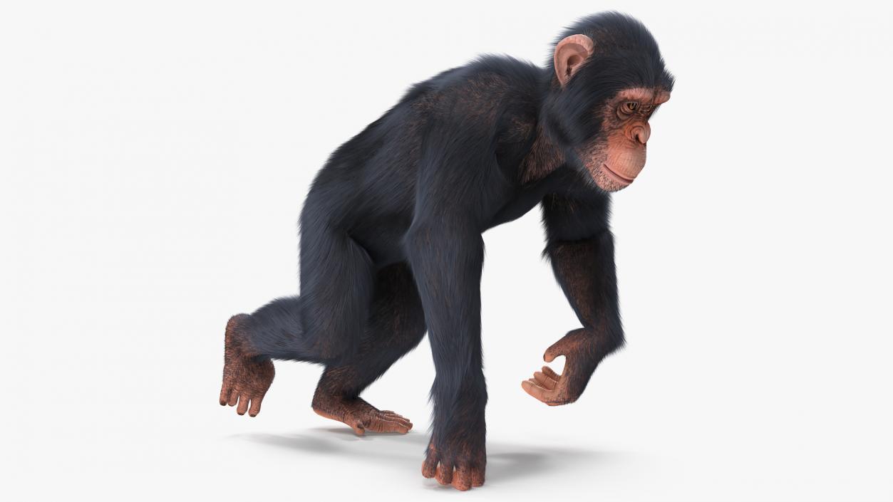 Animated Chimpanzee Walks Light Skin Fur Rigged 3D