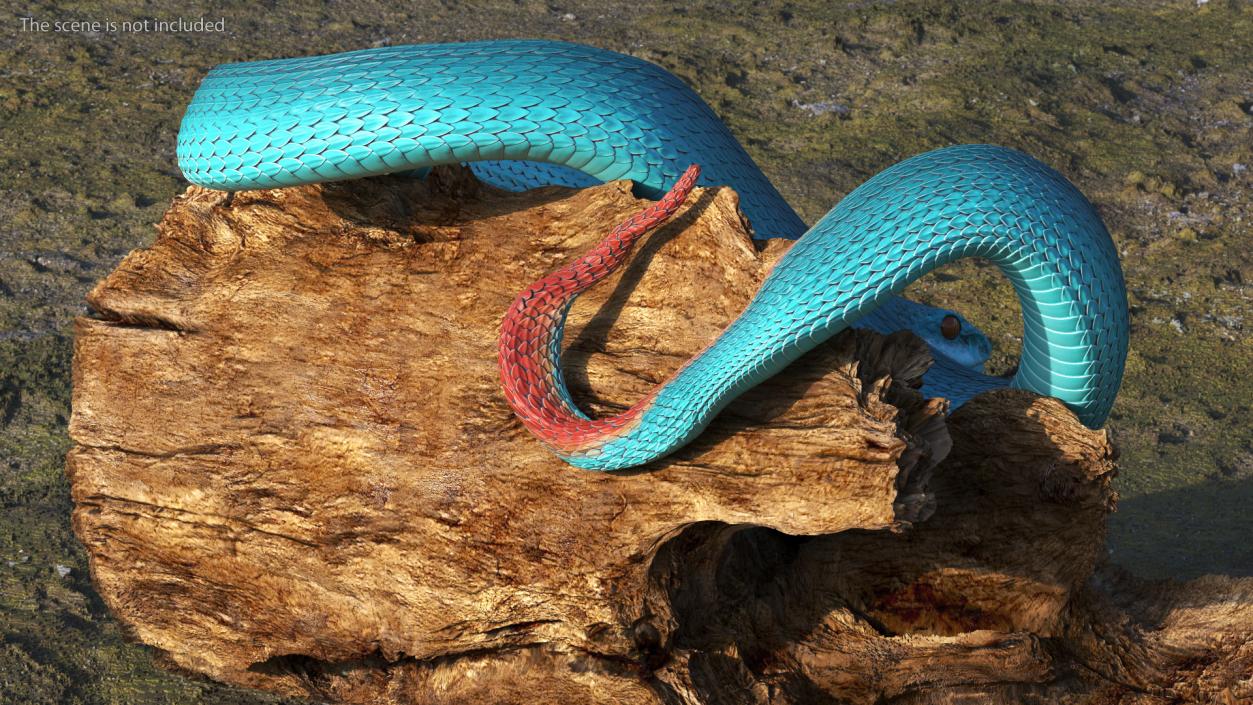 3D model Viper Blue Trimeresurus Rigged