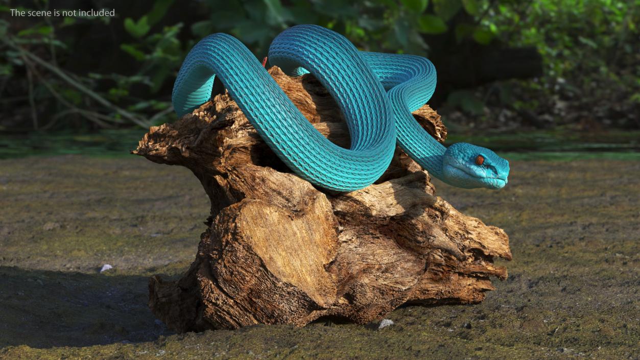 3D model Viper Blue Trimeresurus Rigged