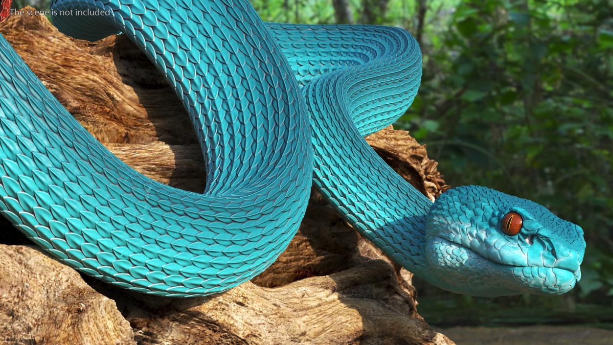 3D model Viper Blue Trimeresurus Rigged