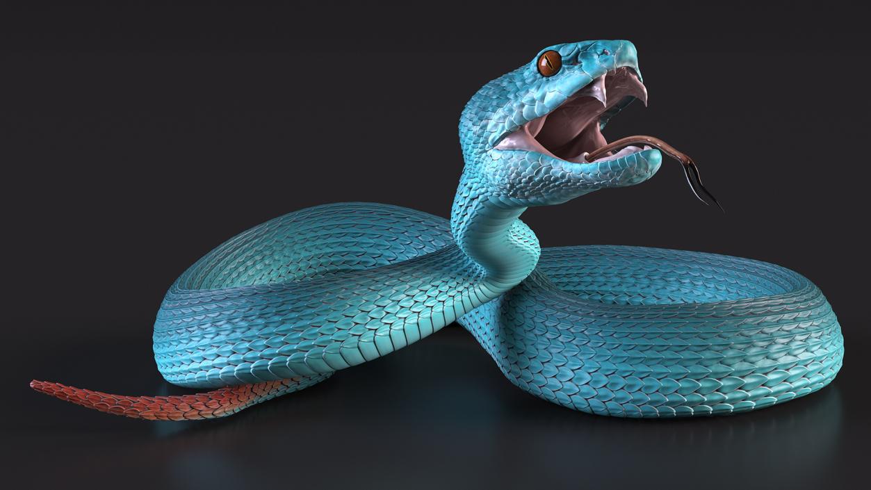 3D model Viper Blue Trimeresurus Rigged