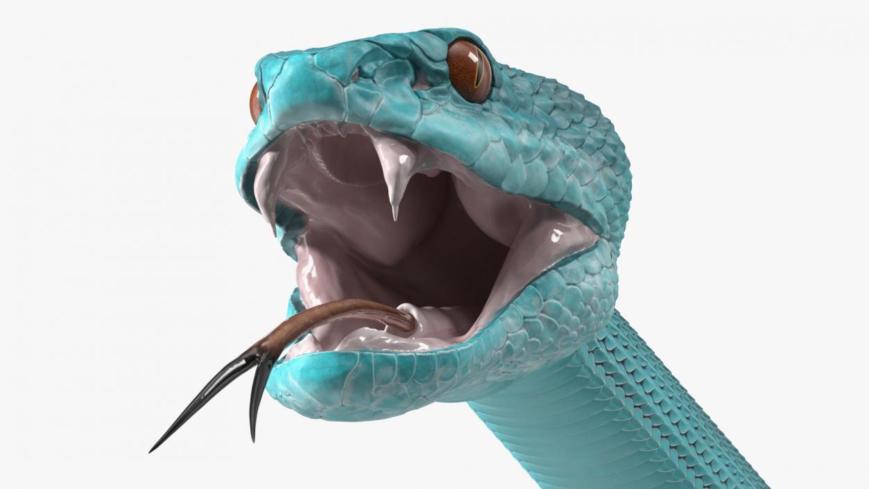 3D model Viper Blue Trimeresurus Rigged