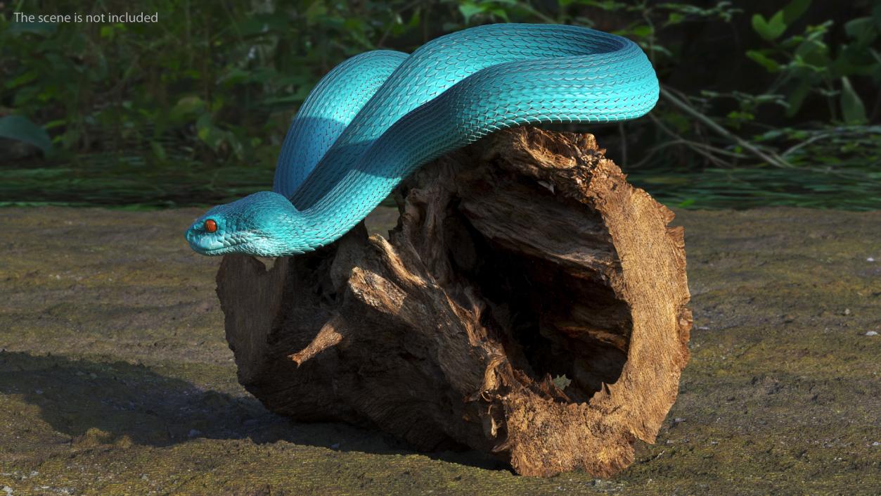 3D model Viper Blue Trimeresurus Rigged