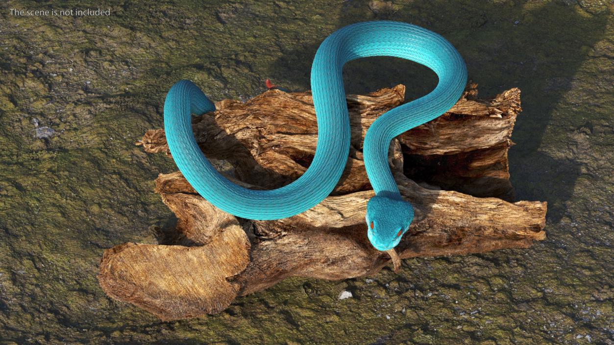 3D model Viper Blue Trimeresurus Rigged