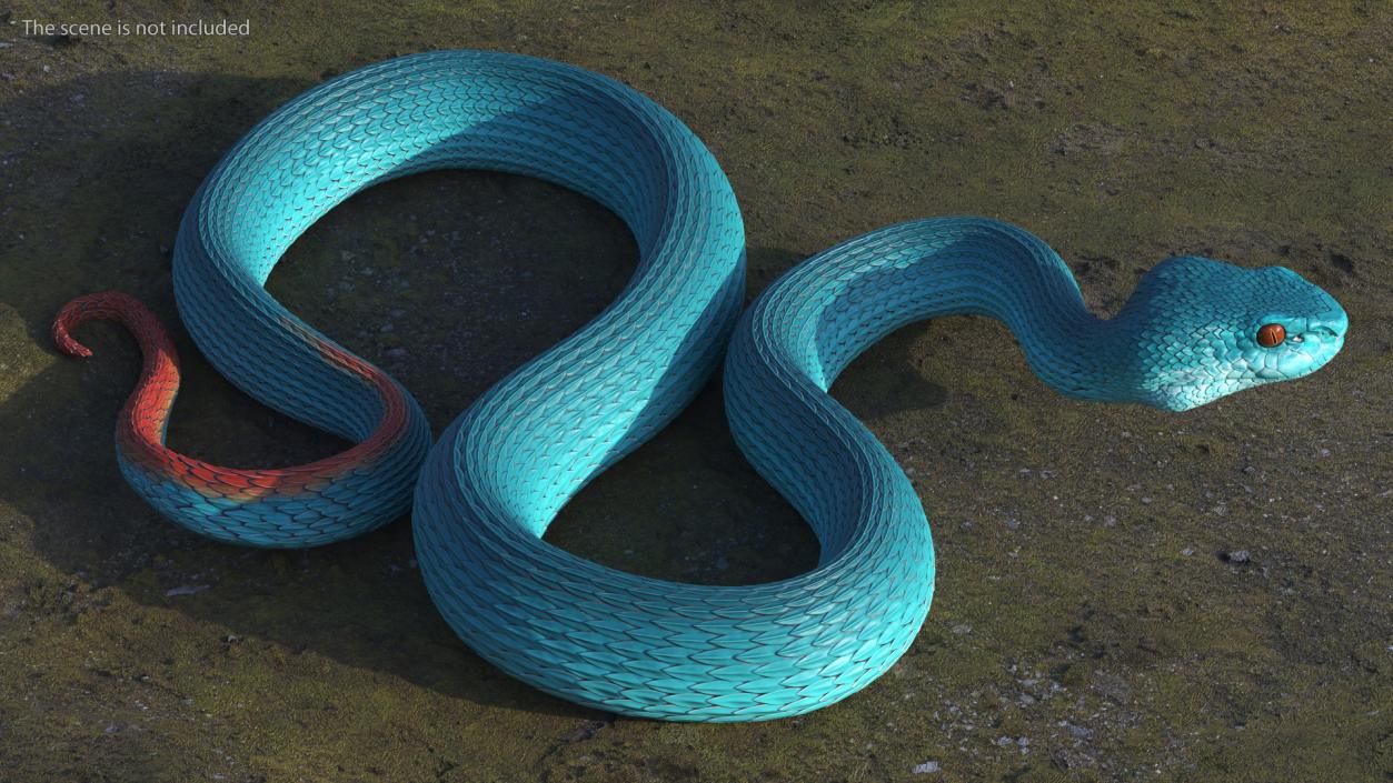 3D model Viper Blue Trimeresurus Rigged