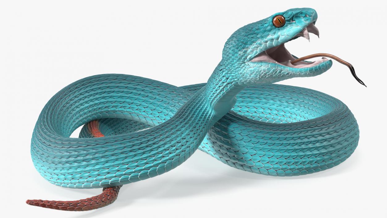 3D model Viper Blue Trimeresurus Rigged