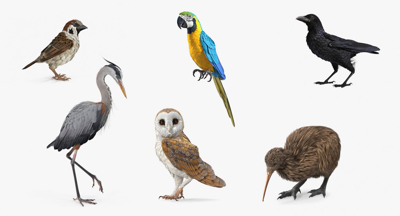 3D Birds Collection 4 model