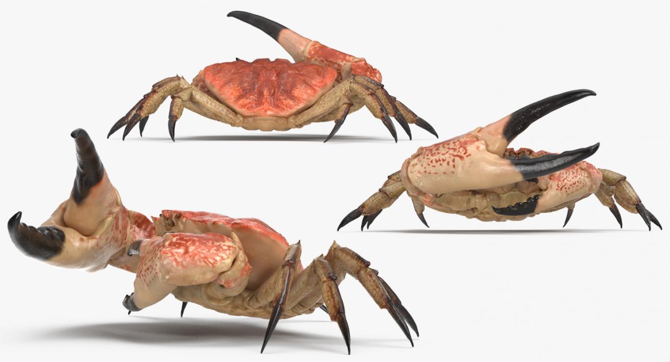 Tasmanian Giant Crab Rigged 3D