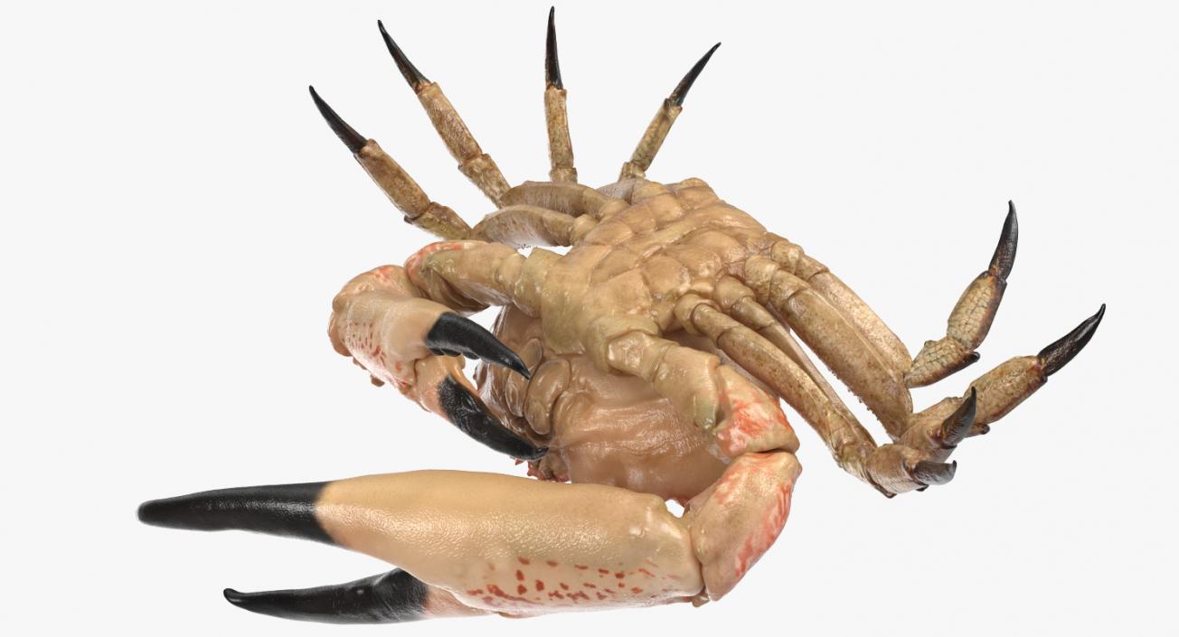 Tasmanian Giant Crab Rigged 3D