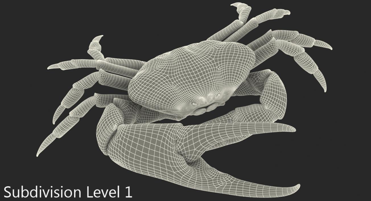 Tasmanian Giant Crab Rigged 3D