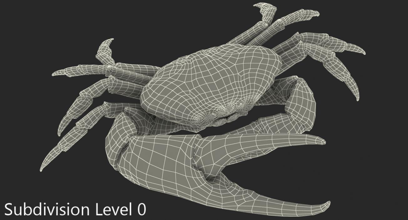 Tasmanian Giant Crab Rigged 3D