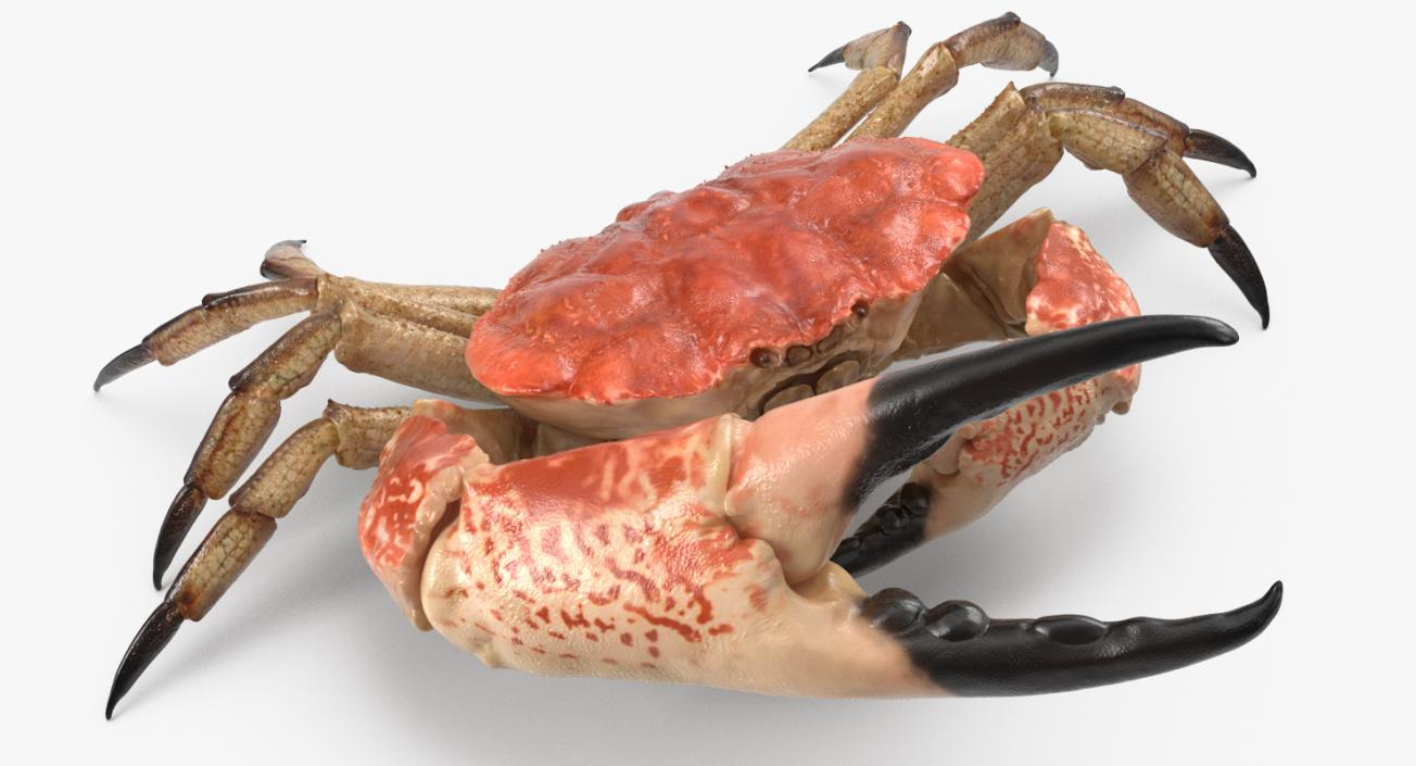 Tasmanian Giant Crab Rigged 3D