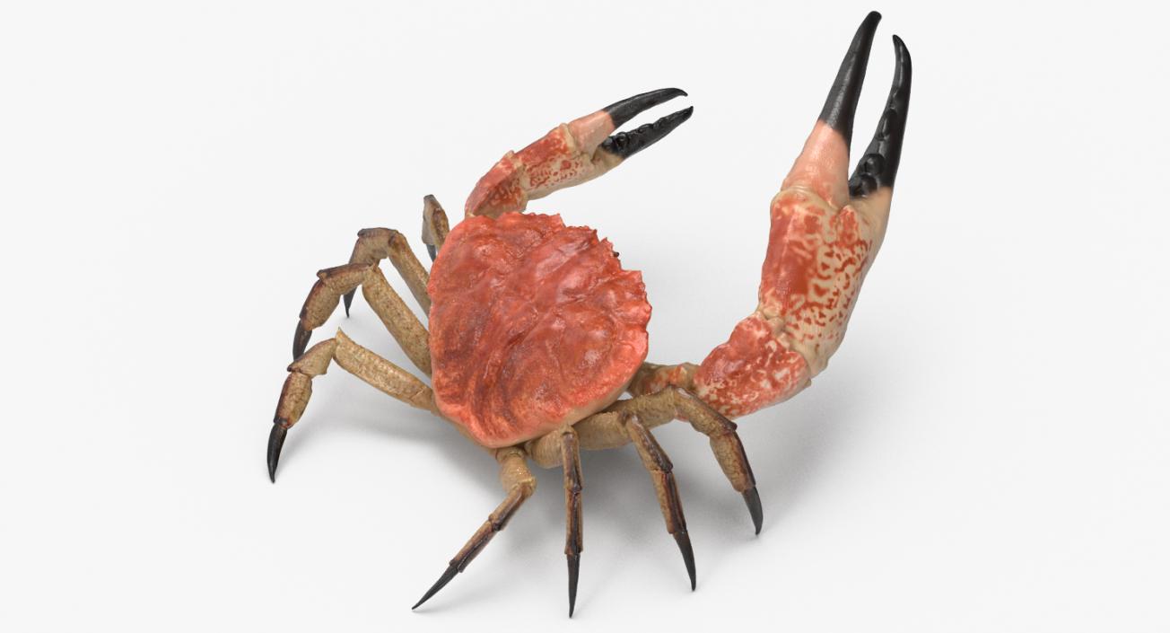 Tasmanian Giant Crab Rigged 3D