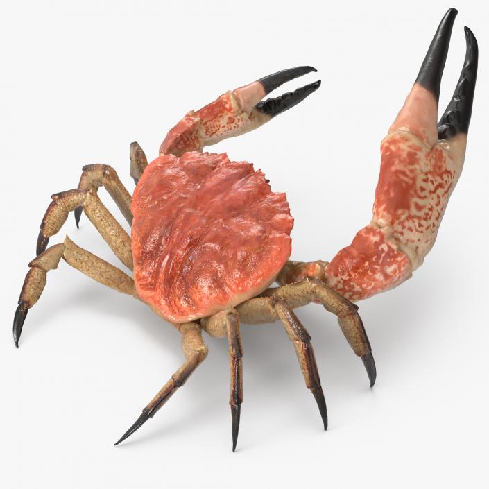 3D Rigged Crabs Collection model