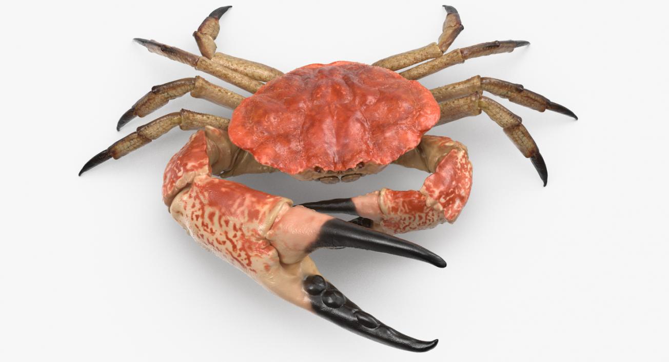 Tasmanian Giant Crab Rigged 3D