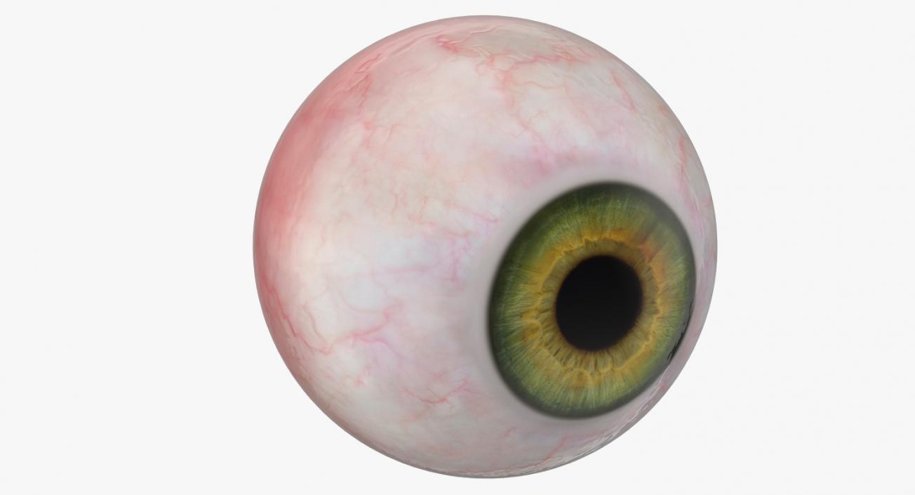 3D model Realistic Human Green Eye