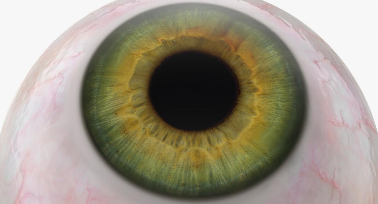 3D model Realistic Human Green Eye