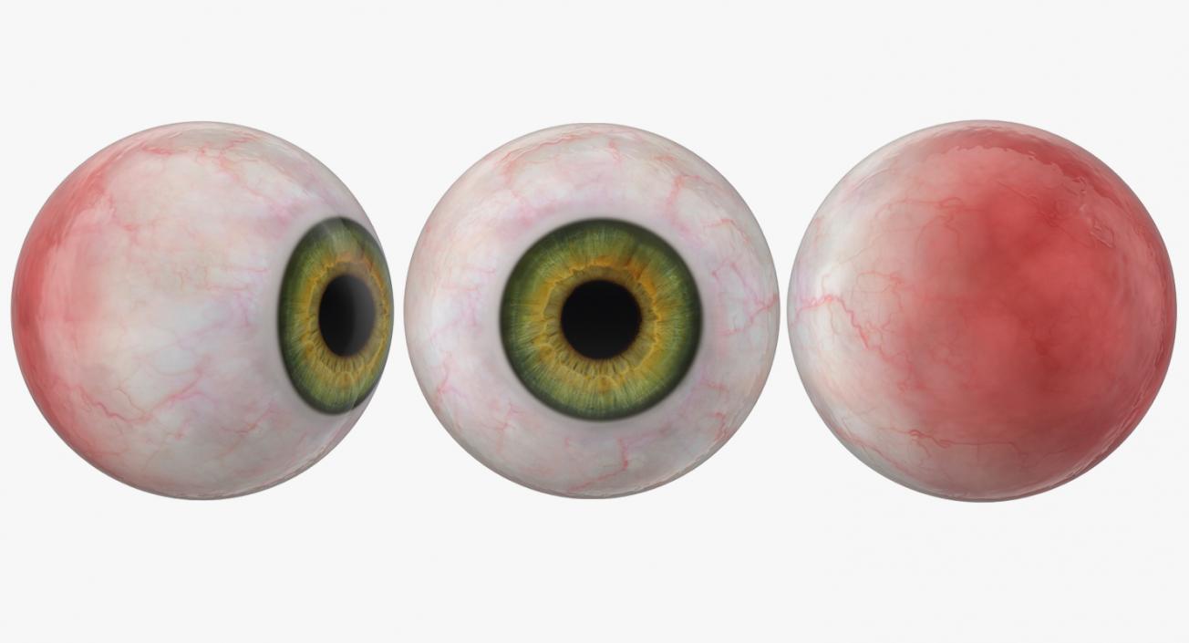 3D model Realistic Human Green Eye