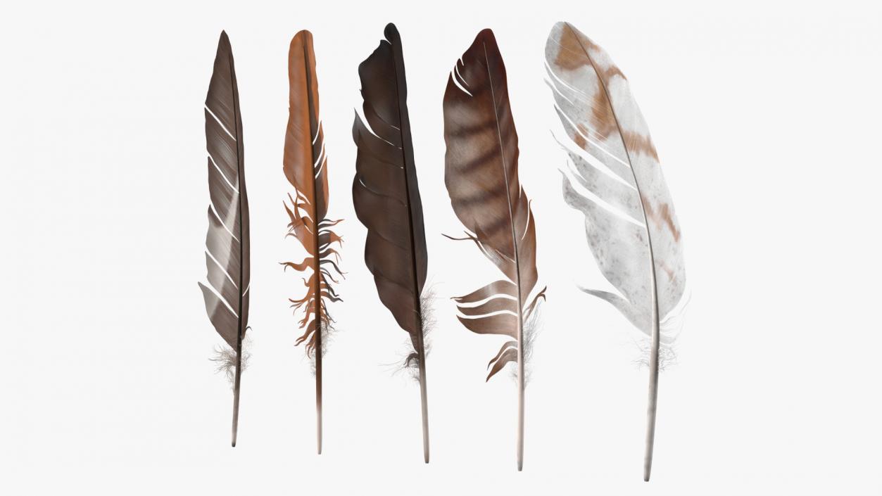 3D Bird Feathers model