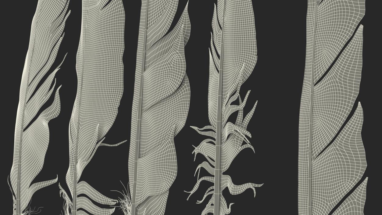 3D Bird Feathers model