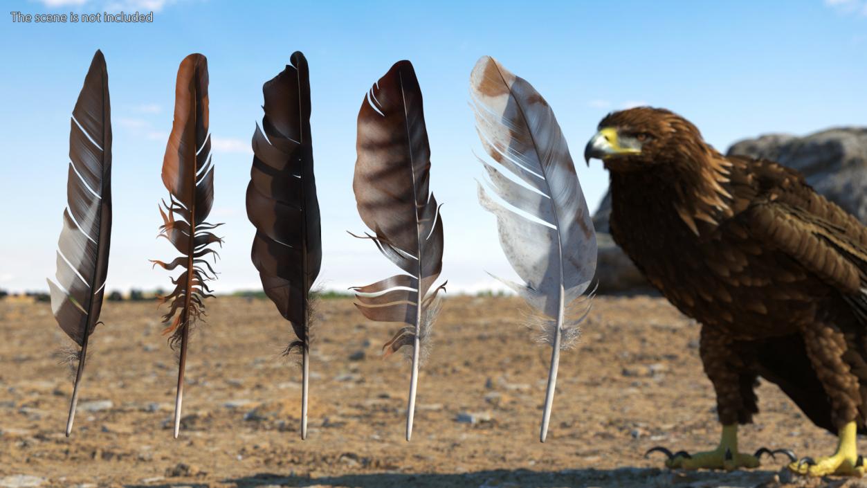 3D Bird Feathers model