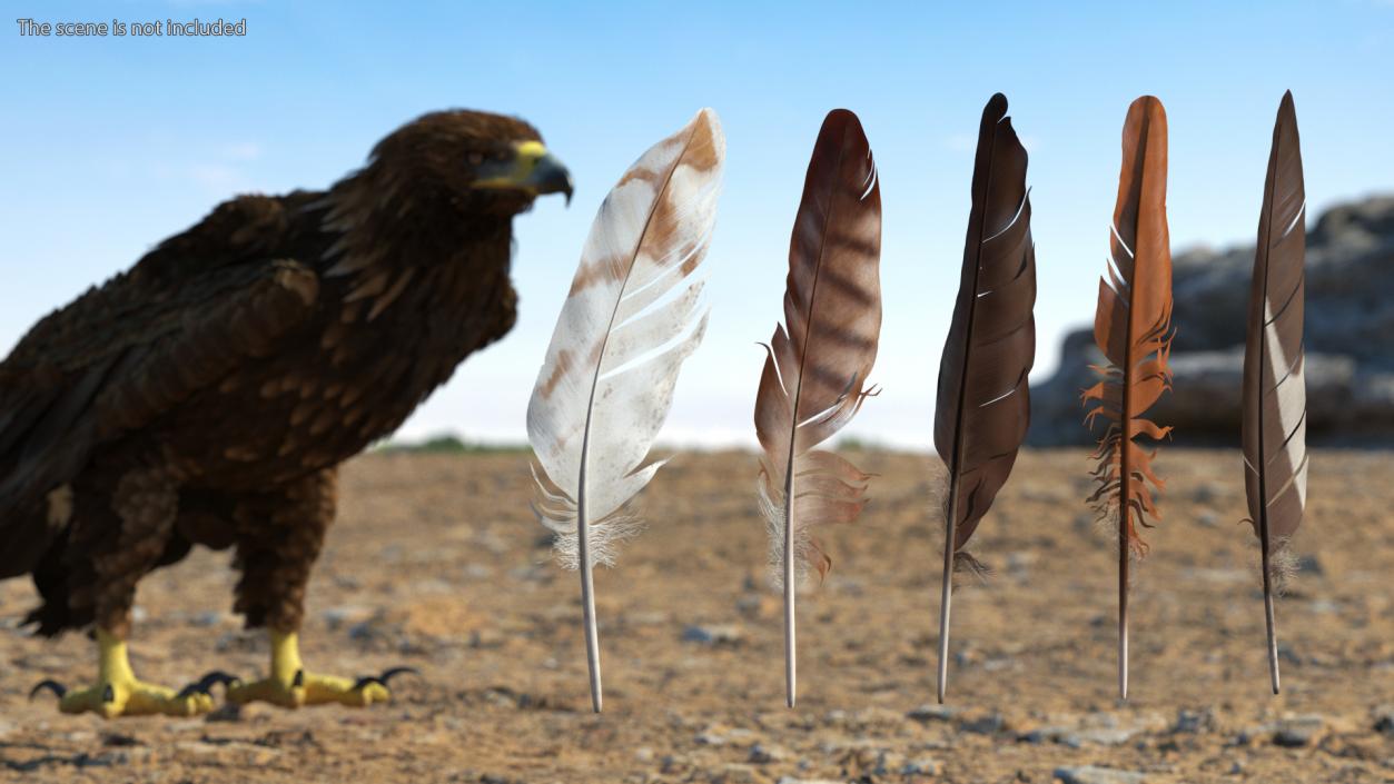 3D Bird Feathers model